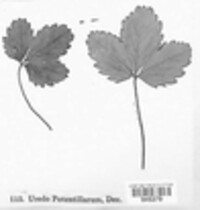 Uredo potentillarum image